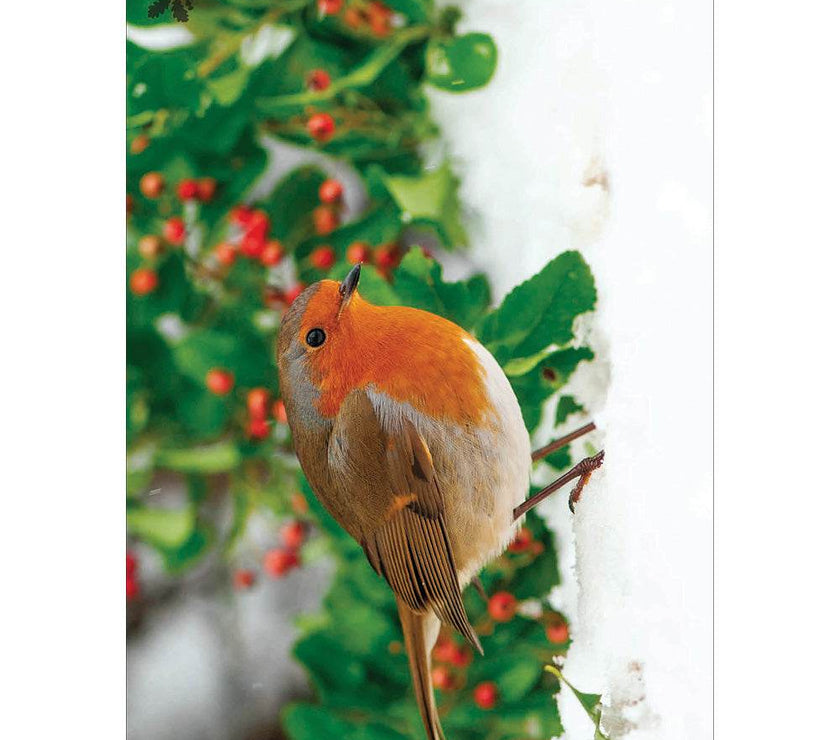 20 National Trust Charity Boxed Christmas Cards - House of Cards