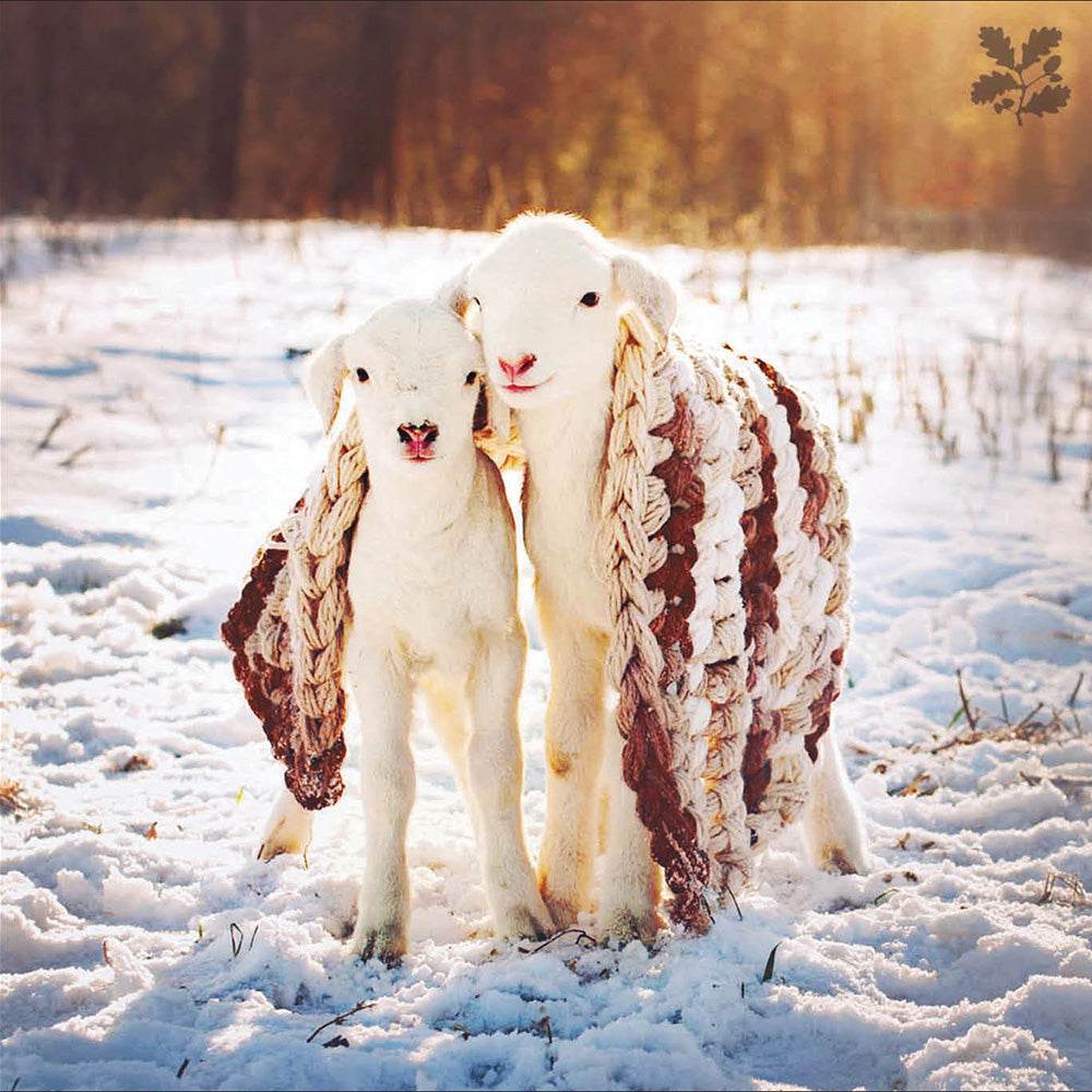 20 National Trust Charity Boxed Christmas Cards - House of Cards