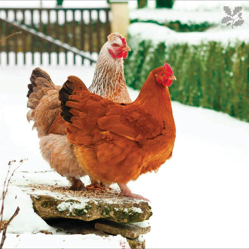 20 National Trust Charity Boxed Christmas Cards - House of Cards