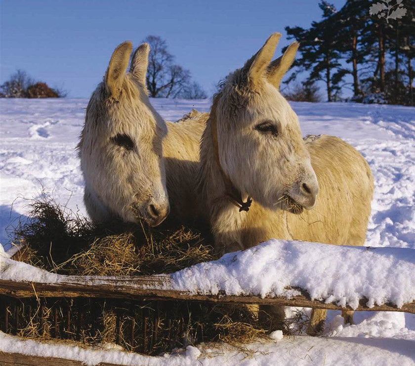 20 National Trust Charity Boxed Christmas Cards - House of Cards