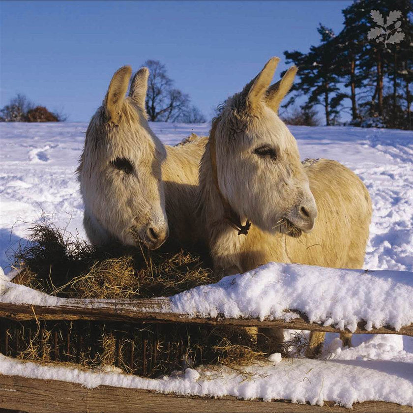 20 National Trust Charity Boxed Christmas Cards - House of Cards
