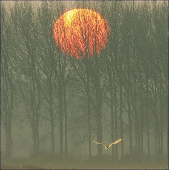 RSPB Barn Owl Greeting Card