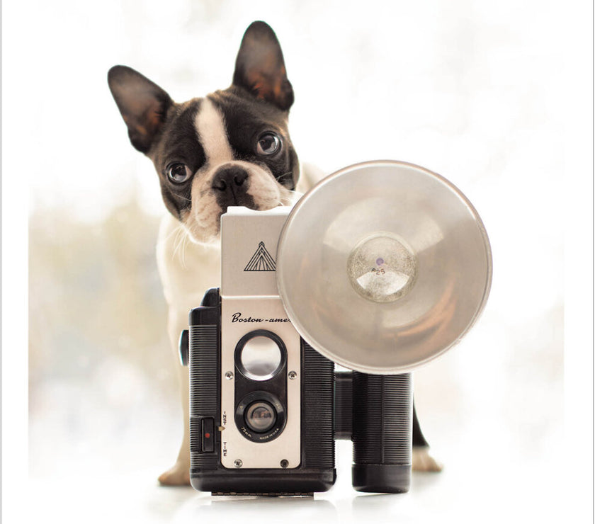 Iris The Shutterbug Loose Leashes Greeting Card by Ron Schmidt