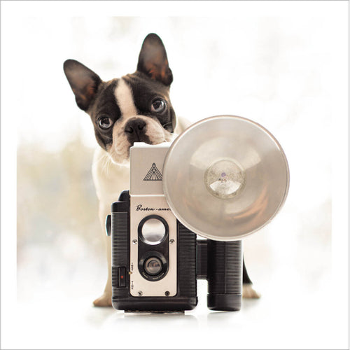 Iris The Shutterbug Loose Leashes Greeting Card by Ron Schmidt