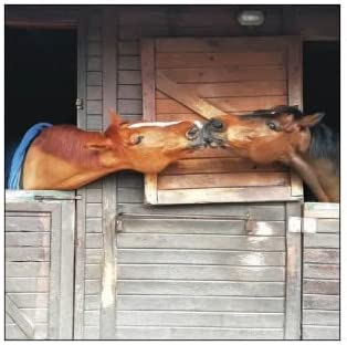 Horse Neighbours Greeting Card