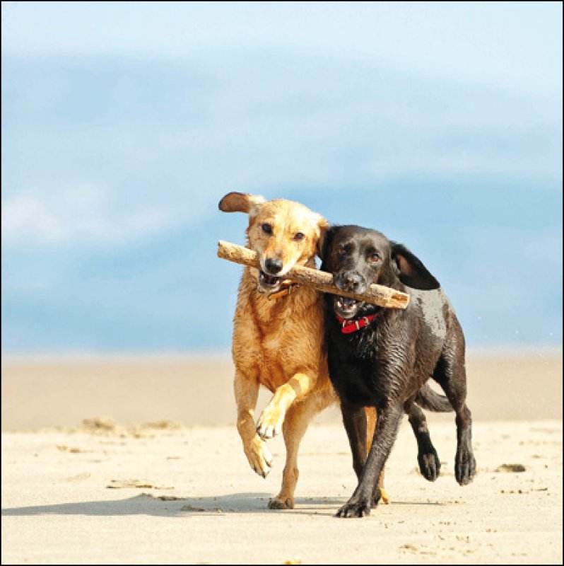 Dogs On the Beach Greeting Card - House of Cards