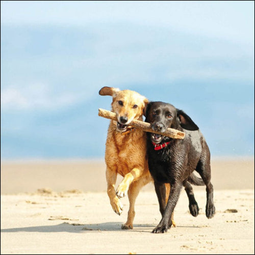 Dogs On the Beach Greeting Card