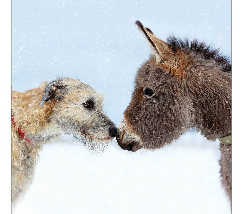 5 Dog and Donkey Charity Christmas Cards - House of Cards