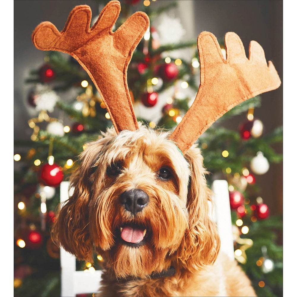 5 Festive Dog Charity Christmas Cards - House of Cards