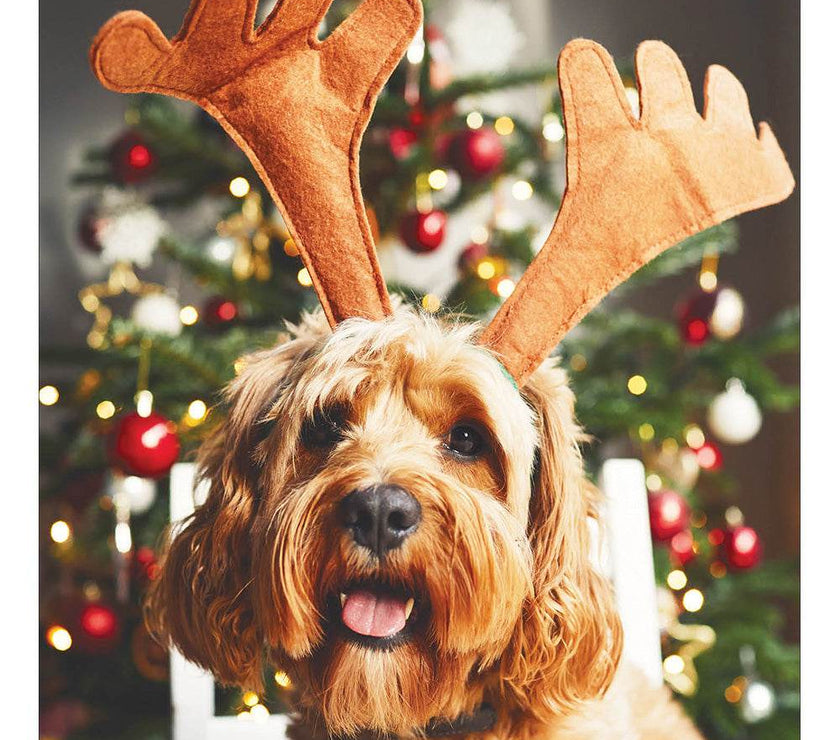 5 Festive Dog Charity Christmas Cards - House of Cards
