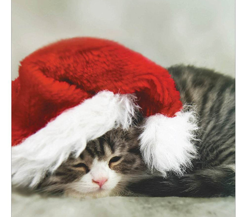 5 Sleeping Kitten Charity Christmas Cards - House of Cards