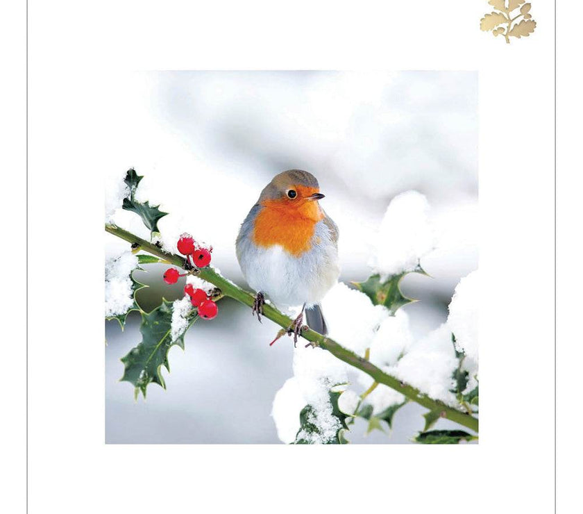 5 National Trust Festive Robin Christmas Cards - House of Cards