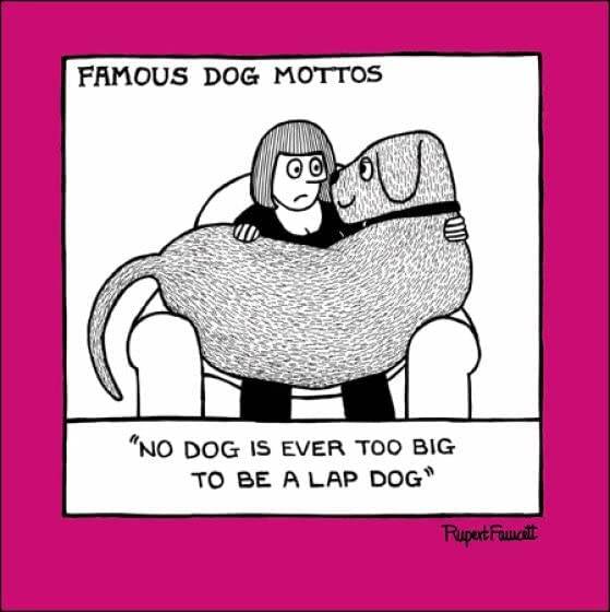 Lap Dog Greetings Card - House of Cards