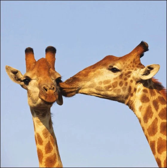Big Kisses Greeting Card