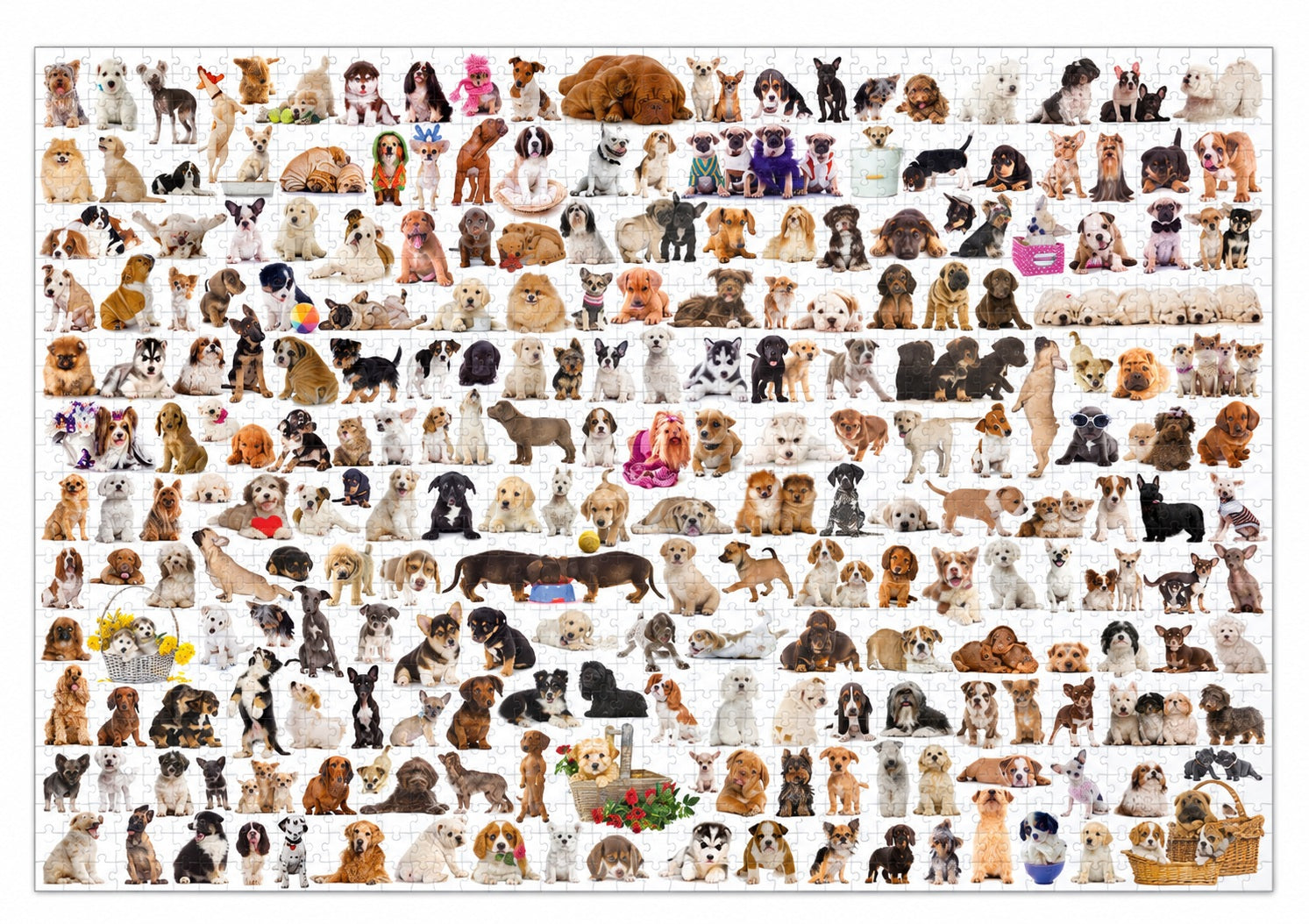 World of Dogs 1000 Piece Jigsaw Puzzle, Dog and Puppy Collage, Gift for Dog Lovers, Completed Size 48 cm x 68 cm