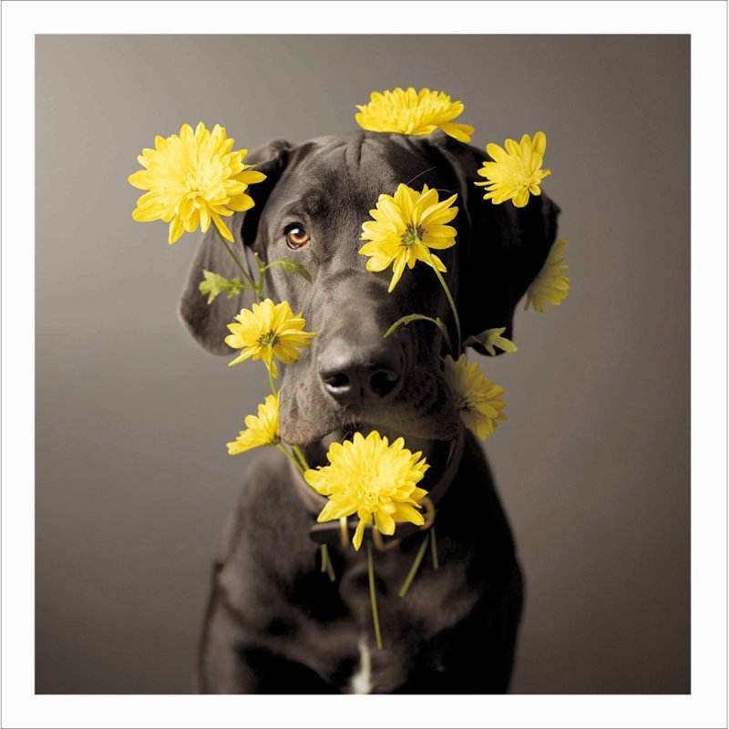 Arlo The Hippie Loose Leashes Greeting Card by Ron Schmidt - House of Cards