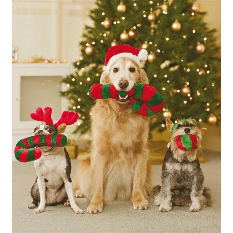 5 Christmas Dogs Charity Christmas Cards - House of Cards