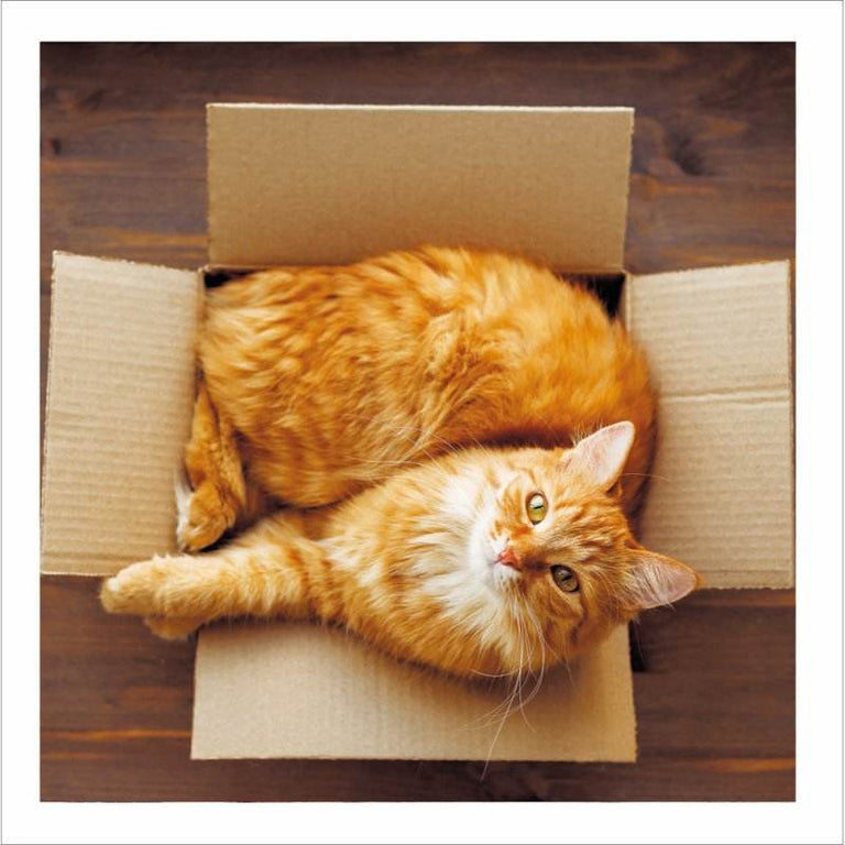 Perfect Spot Cattitude - House of Cards