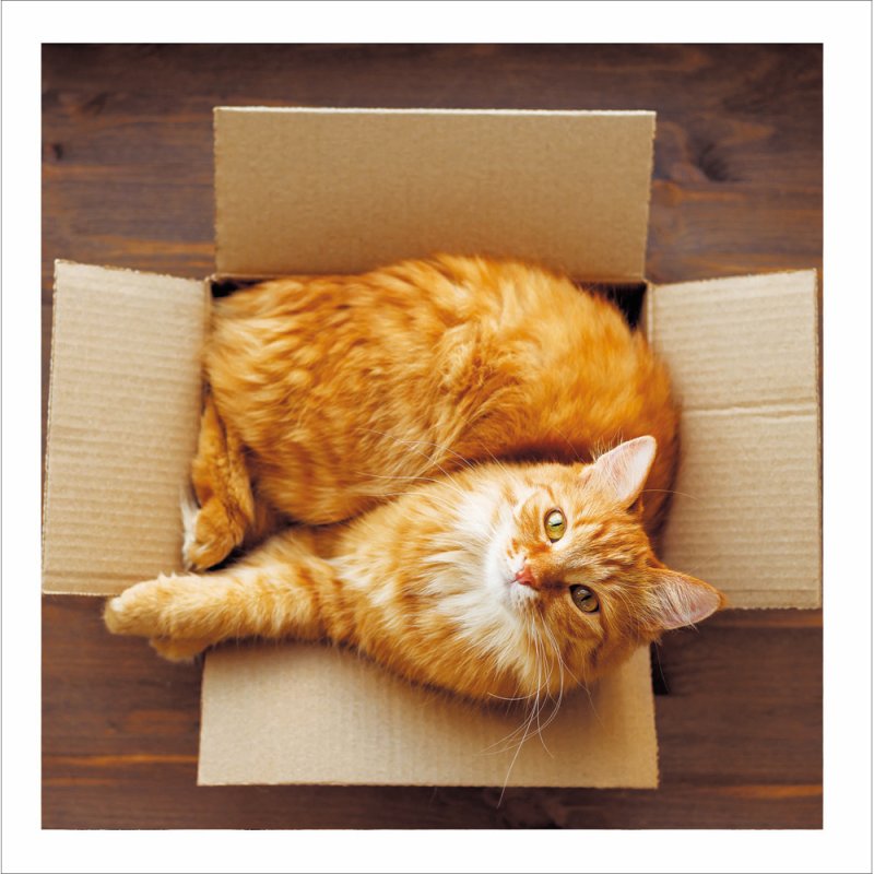 Perfect Spot Cattitude