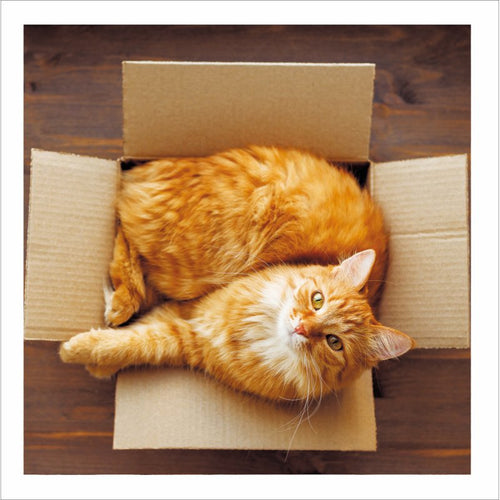 Perfect Spot Cattitude