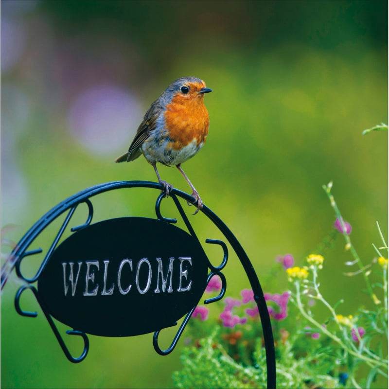 Robin Greeting Card - House of Cards