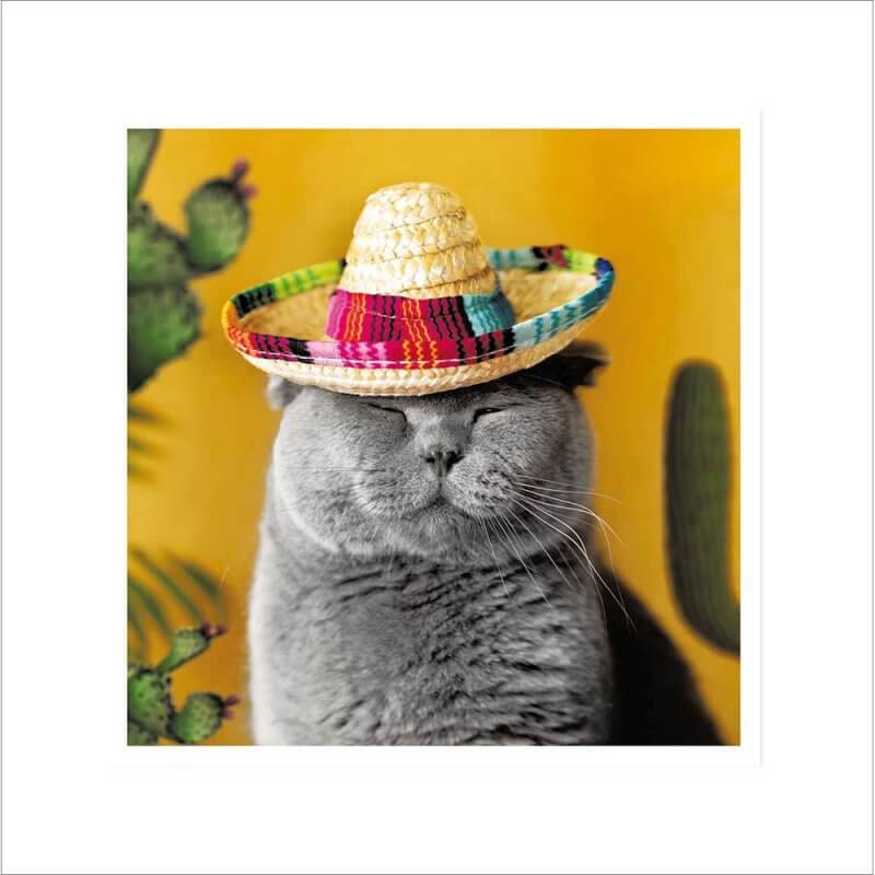 Mexican Cat Birthday Card