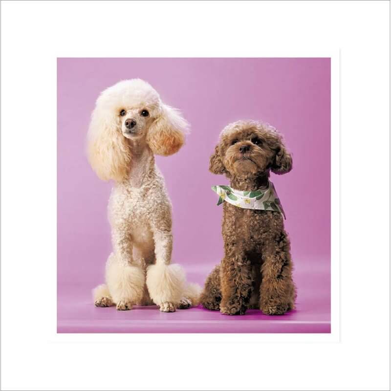 Poodle Power Birthday Card