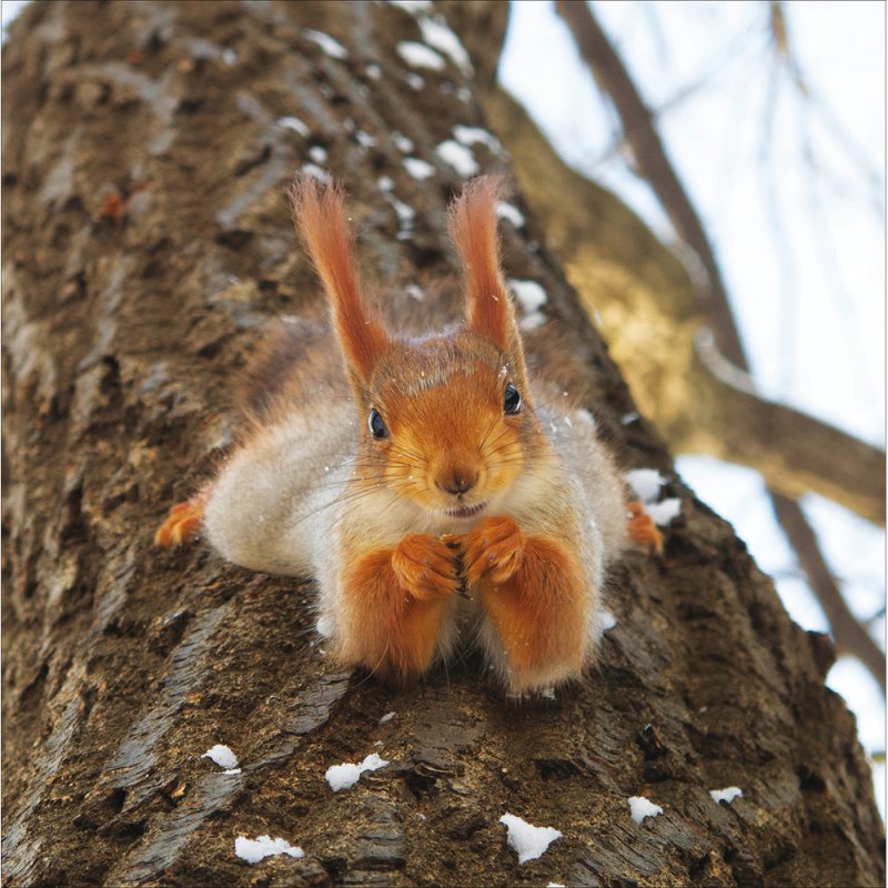 Squirrel Greeting Card