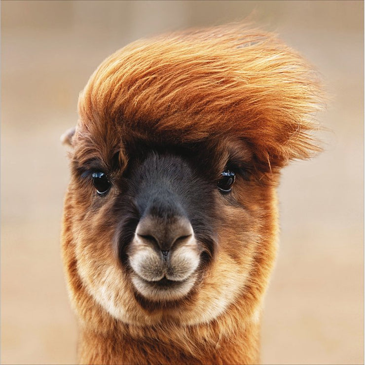 Funky Llama Greeting Card