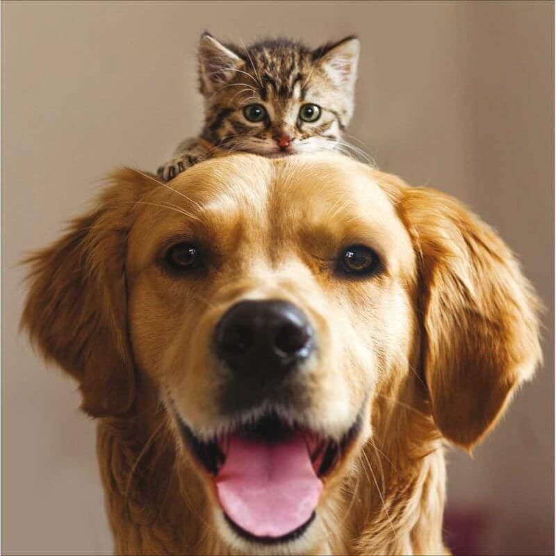 Best Friends Birthday Card - House of Cards