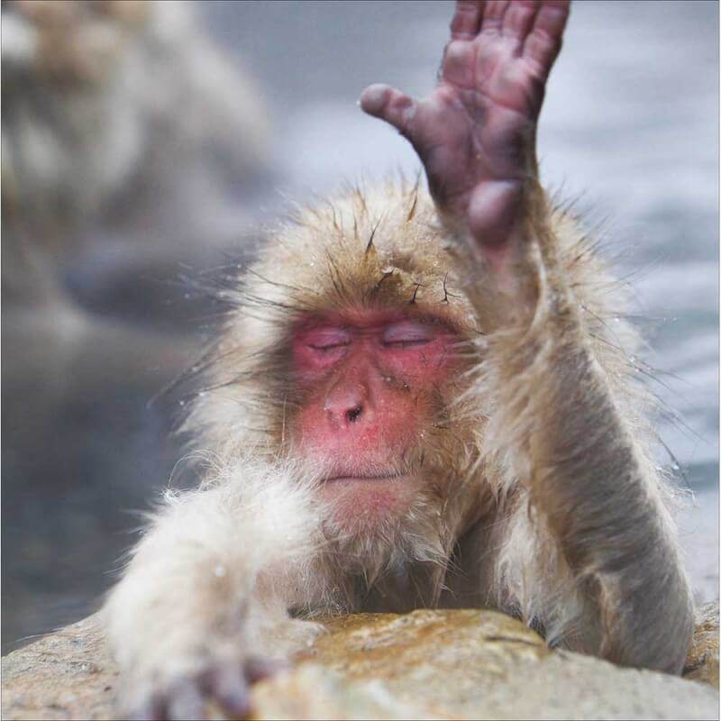 Monkey Birthday Card - House of Cards