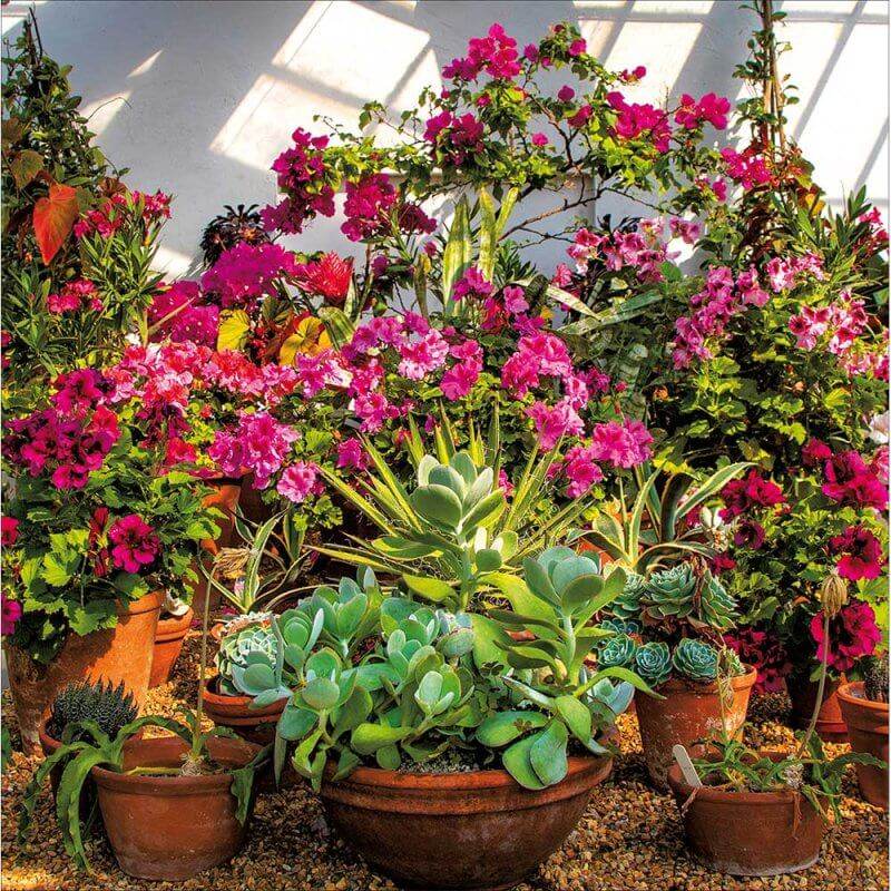 Walled Garden Birthday Card - House of Cards