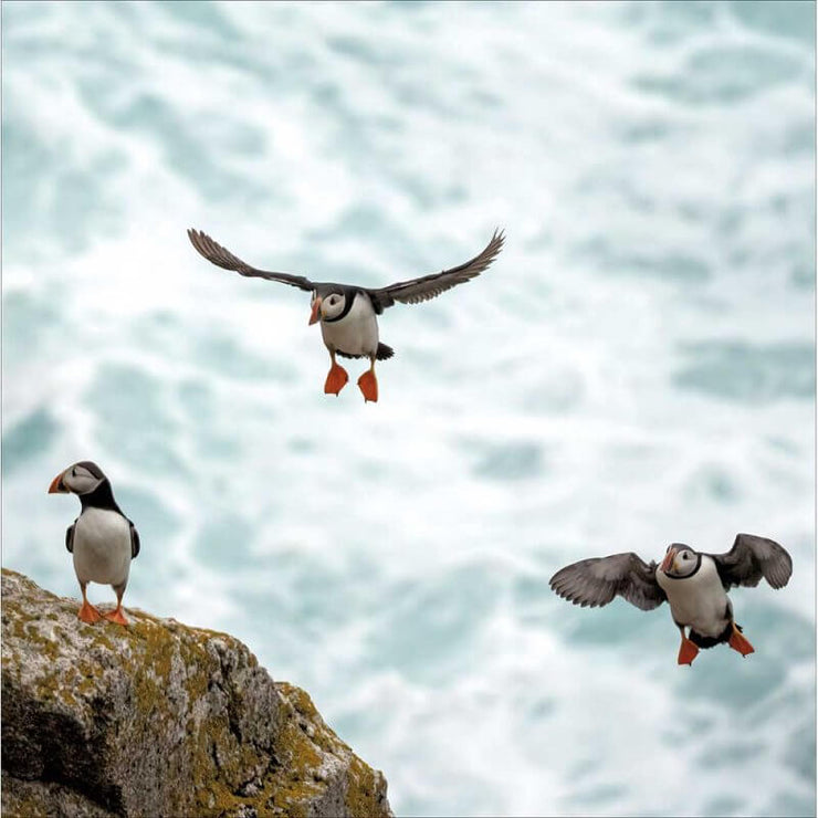 Puffins Birthday Card