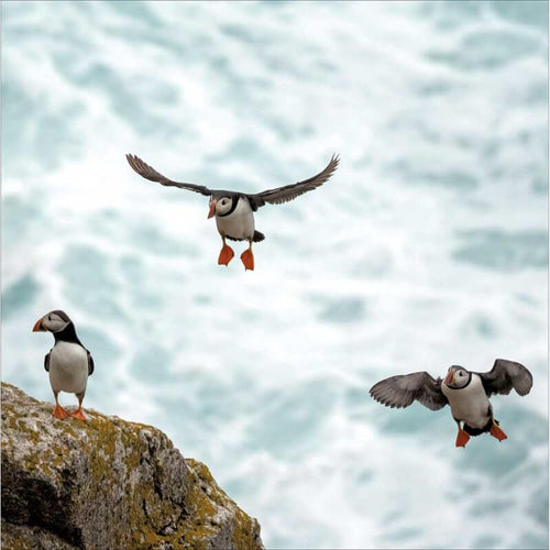 Puffins Birthday Card
