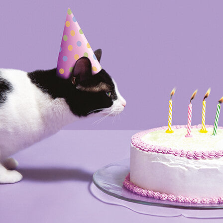 Photogram Cat Birthday Card