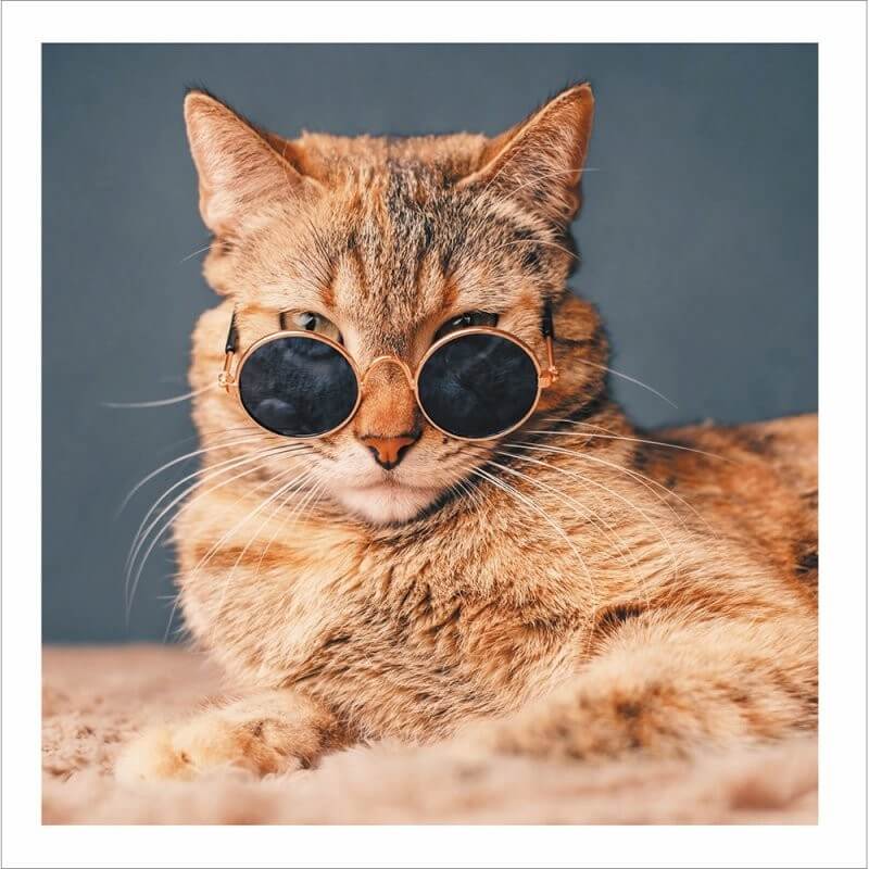 Cool Cat Birthday Card