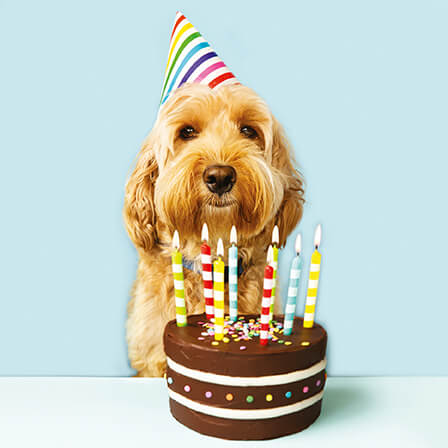 Photogram Dog with Cake Birthday Card