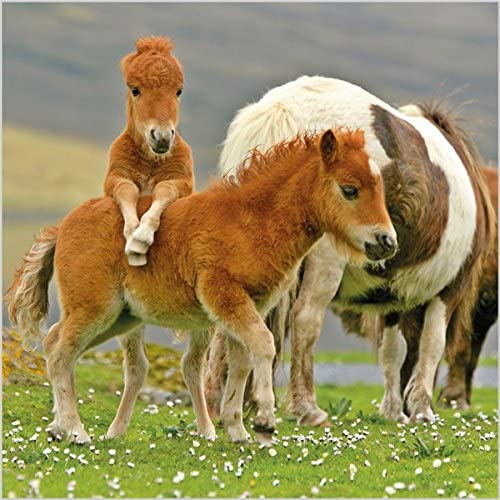 BBC Countryfile Shetland Ponies Photographic Greetings Card