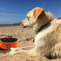 Foldable Travel Dog Bowl Orange - Winner Gift of the Year 2026