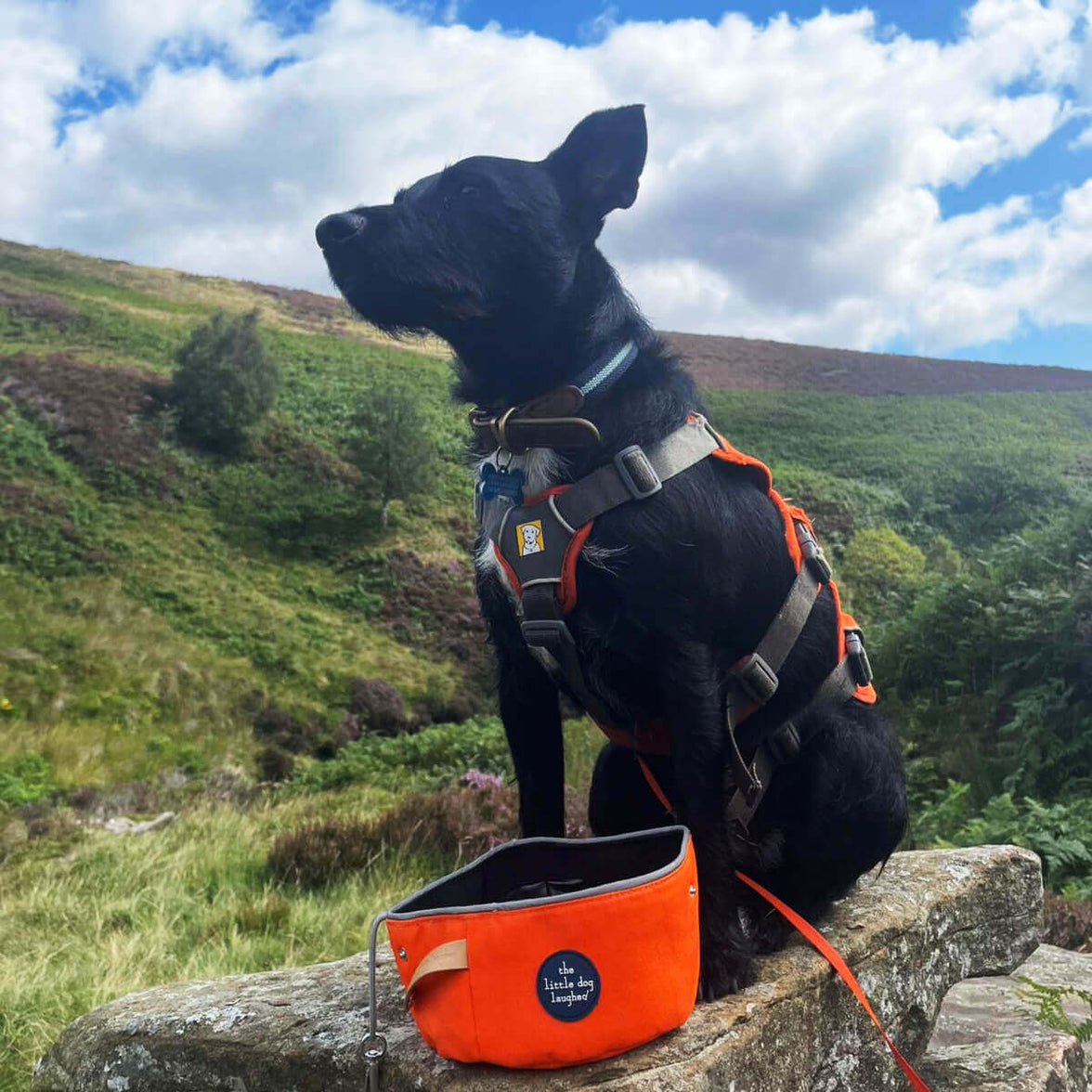 Foldable Travel Dog Bowl Orange - Winner Gift of the Year 2026