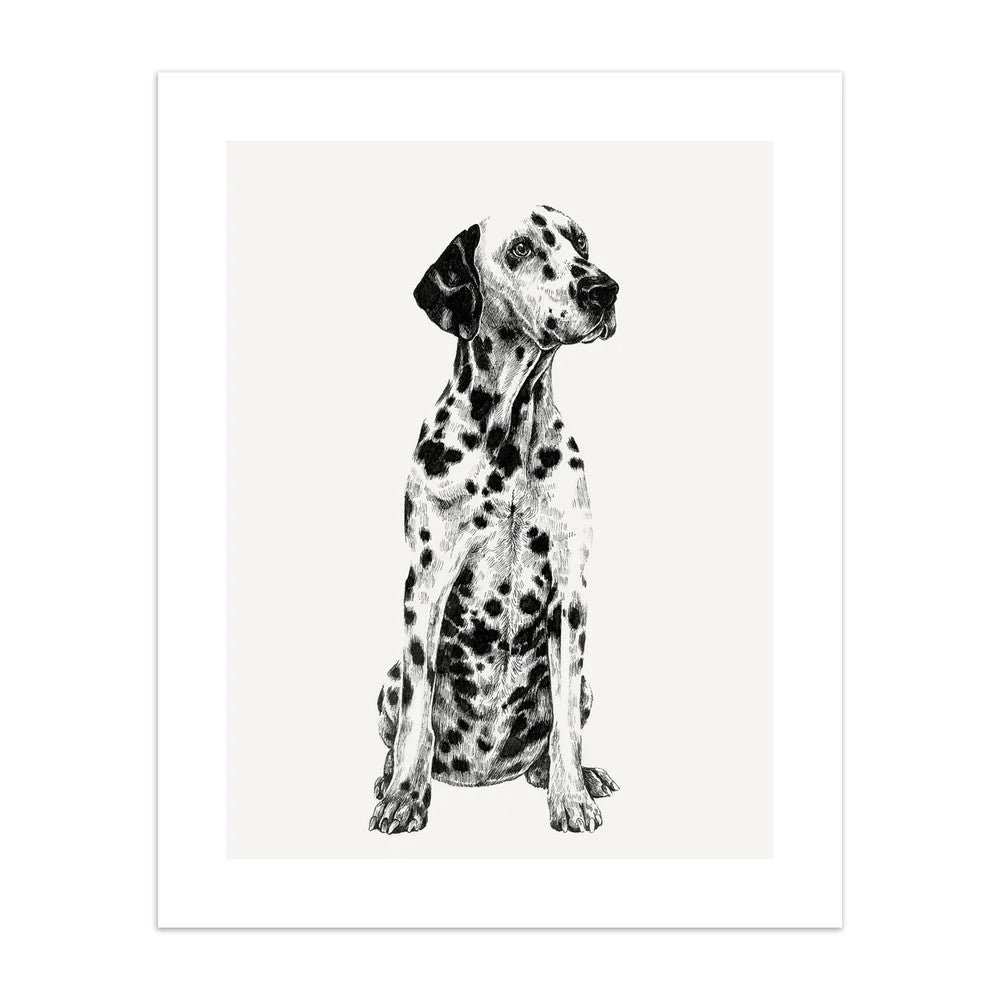 Dalmation Birthday Card