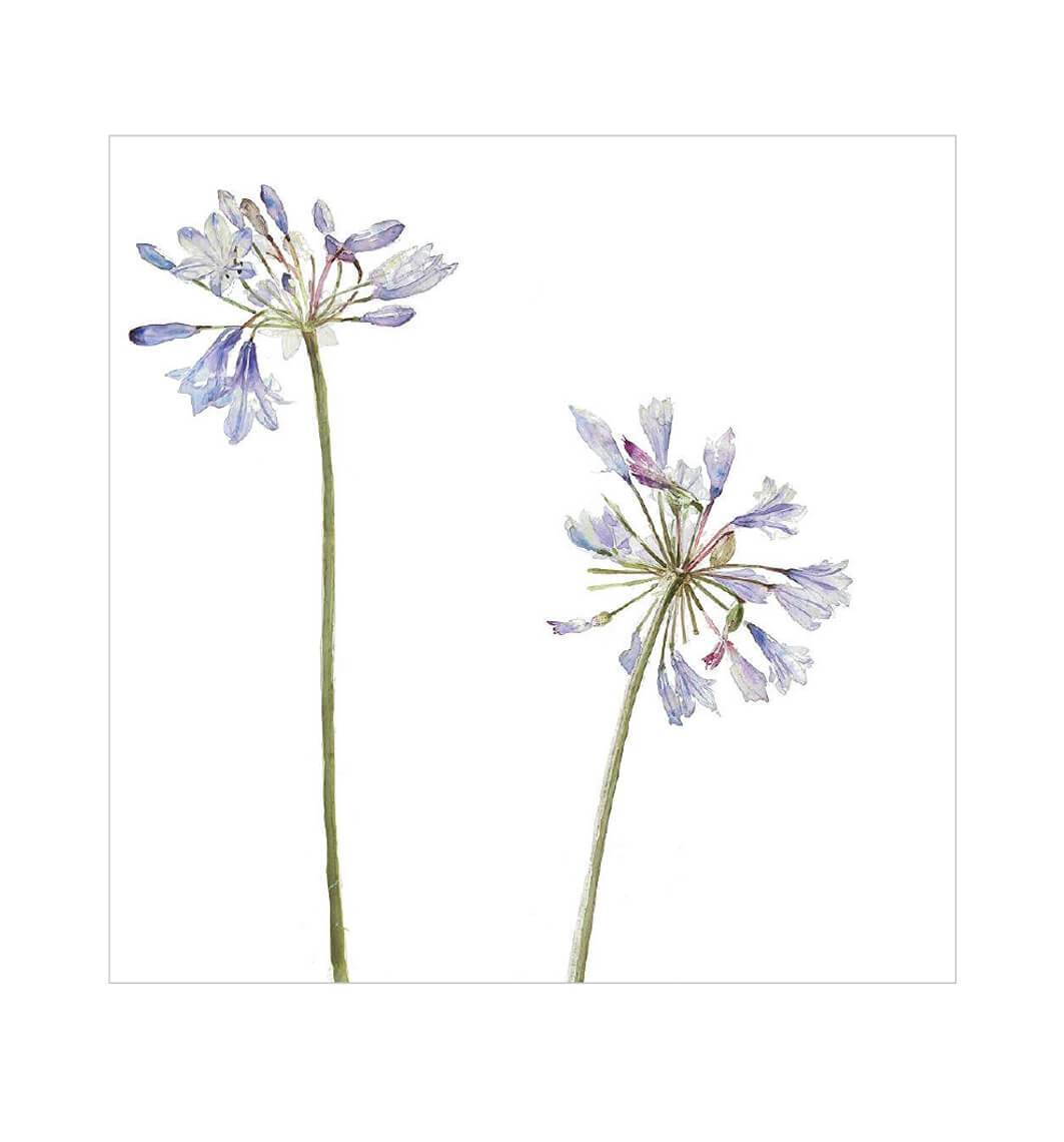Agapanthus Birthday Card - House of Cards