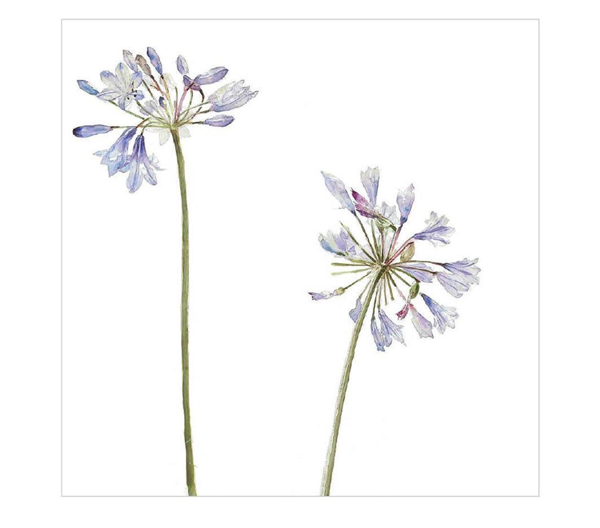 Agapanthus Birthday Card - House of Cards