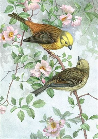 Wild Rose Yellowhammers Greeting Card
