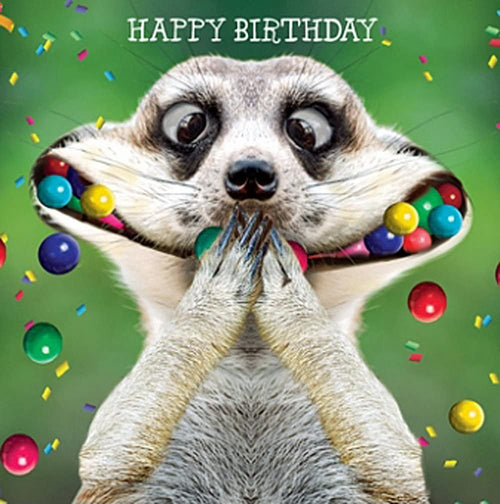 Meerkat Mouthful Greeting Card