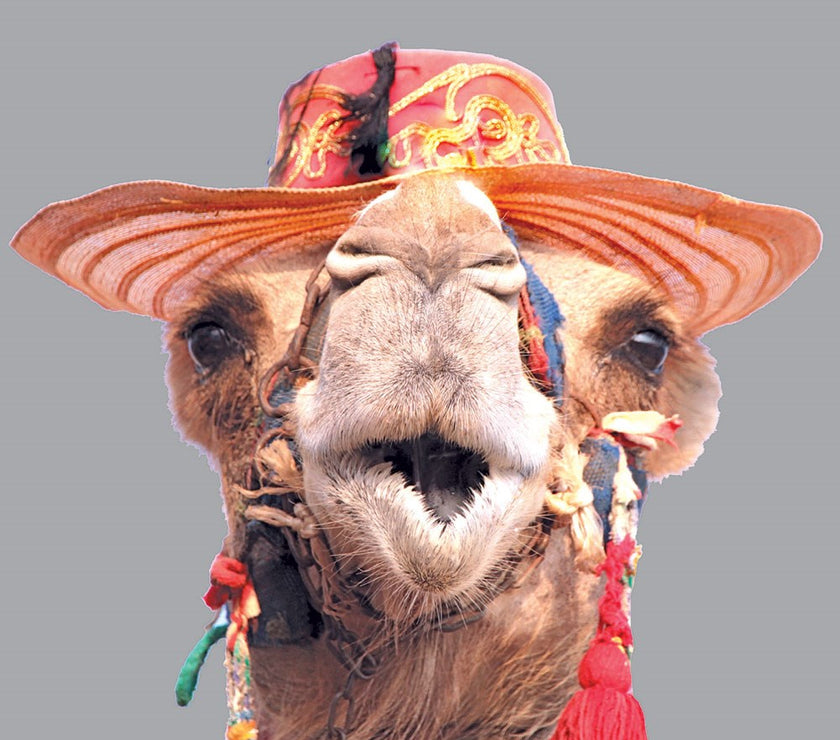 Camel in Hat Birthday Card