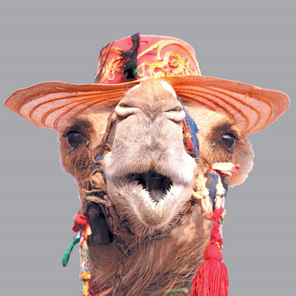 Camel in Hat Birthday Card