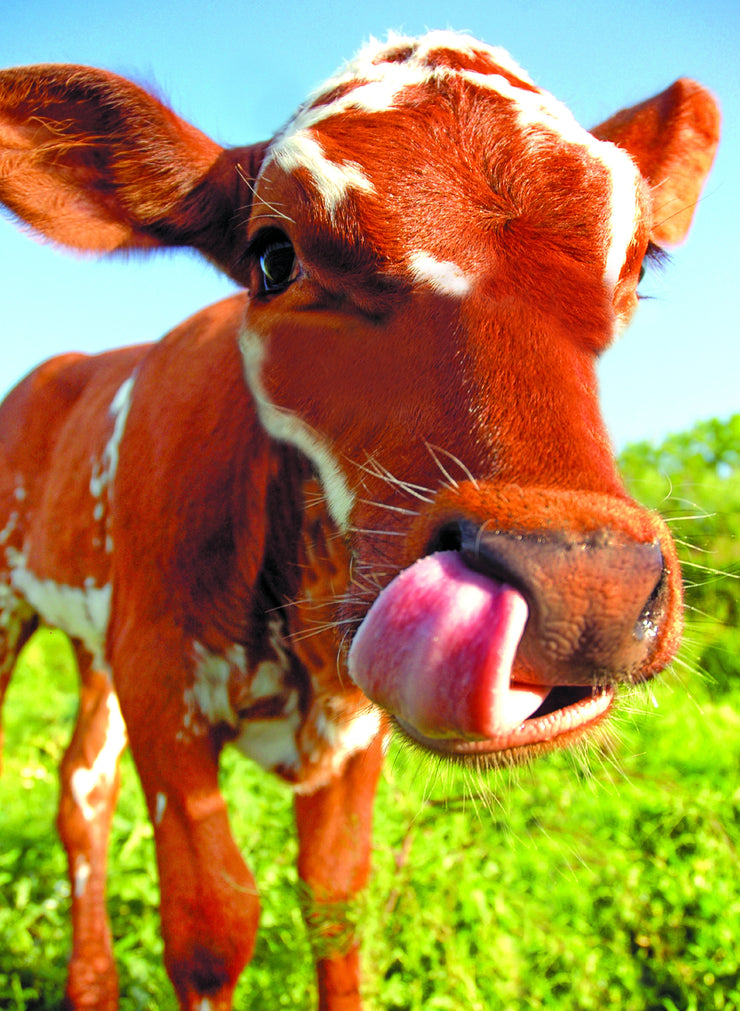 Cow Picking Nose Greeting Card
