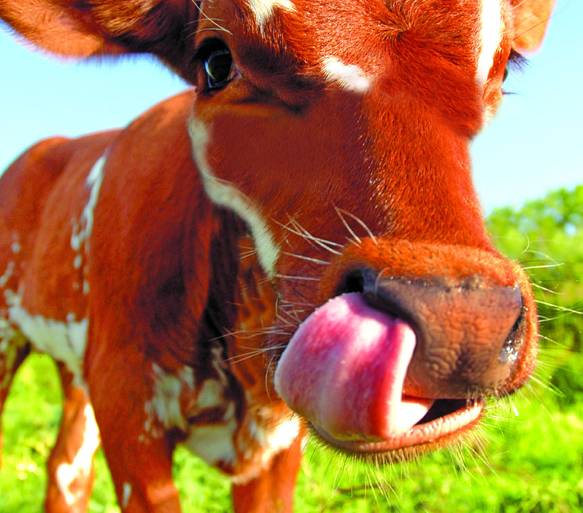 Cow Picking Nose Greeting Card