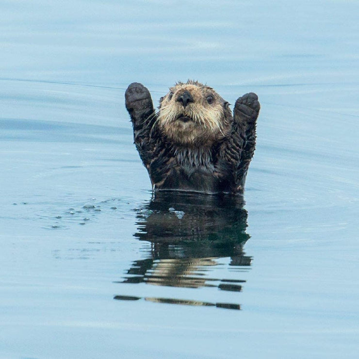 Surrendering Otter Blank Greeting Card